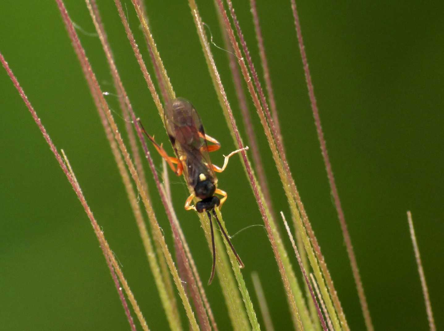 Piccolo Ichneumonidae